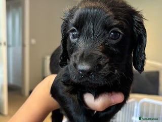 Cocker Spaniel dogs - Advert 3