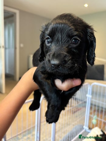 Cocker Spaniel dogs - Advert 1