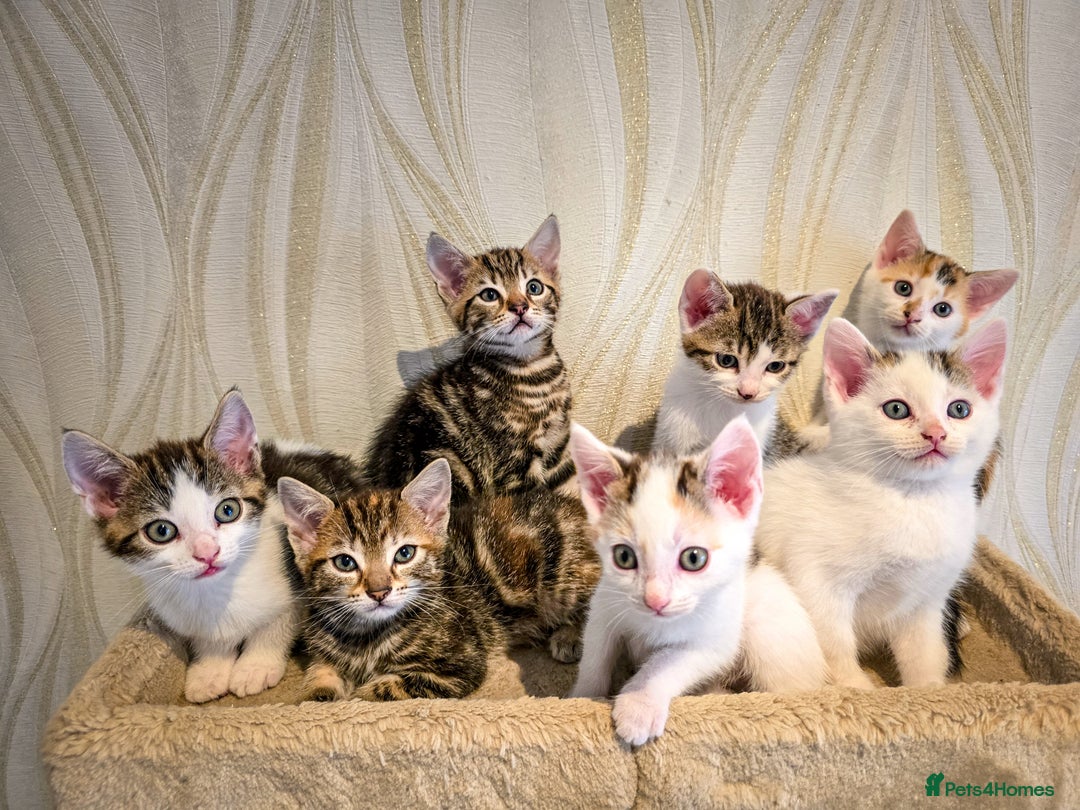 Mixed Breed cats for sale: 7 adorable kittens looking for loving homes - Image 1