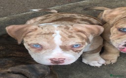 American Bully dogs for sale: Micro Merle bullys - Image 5