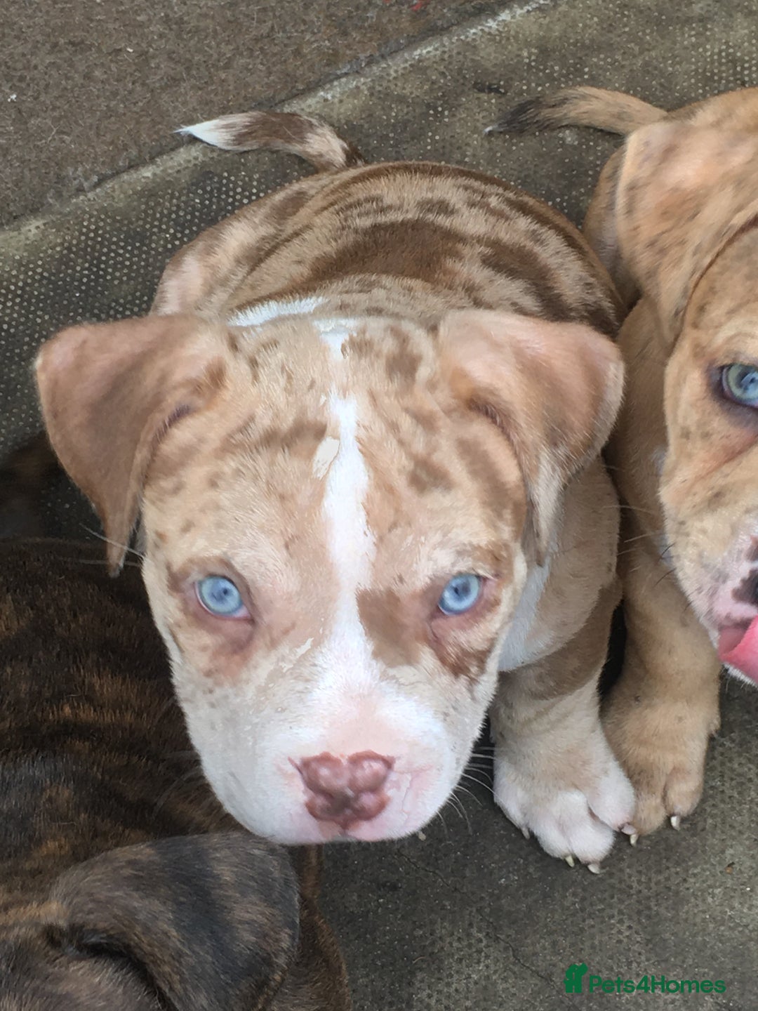 American Bully dogs for sale: Micro Merle bullys - Image 5