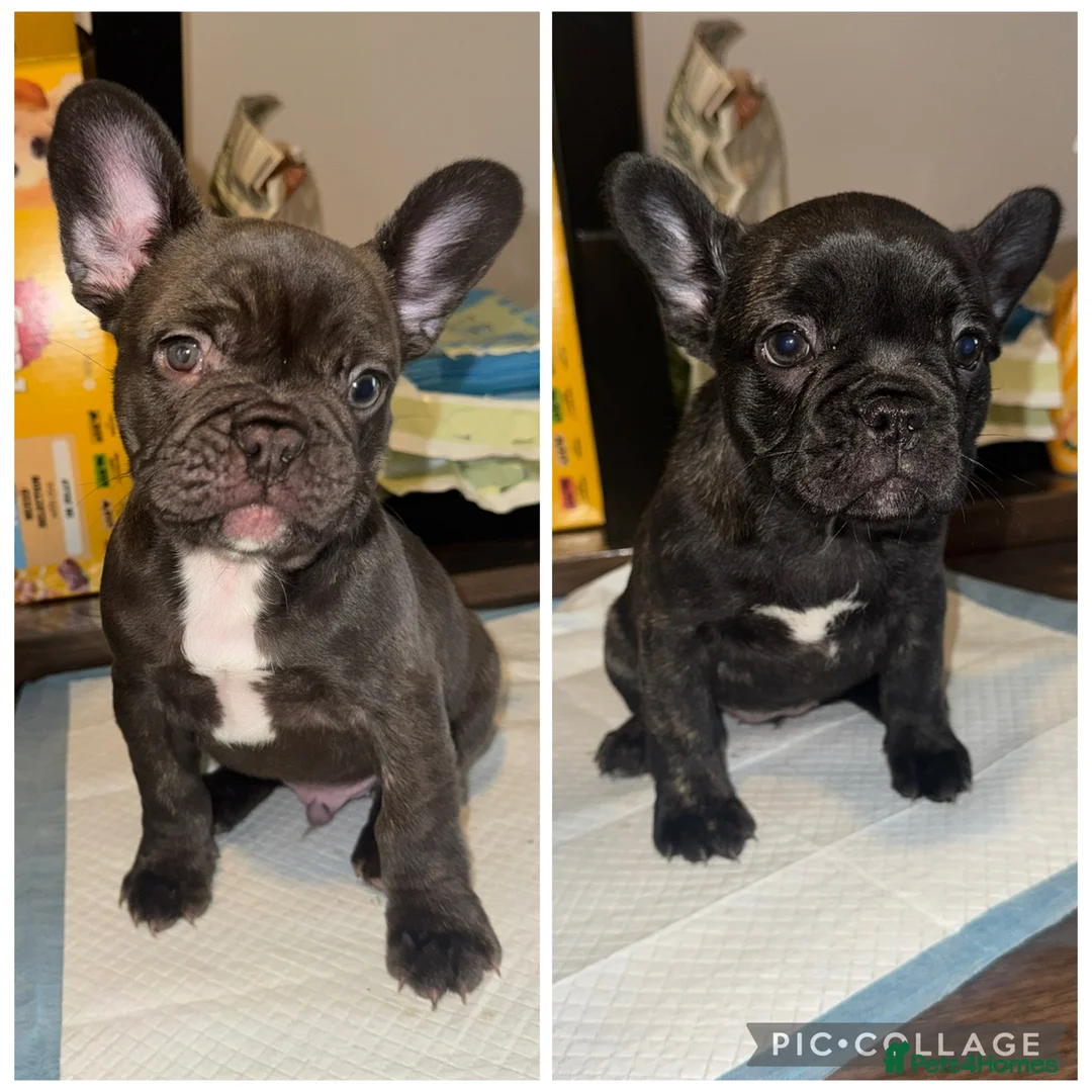 French Bulldog dogs for sale: French bulldog - Advert 1