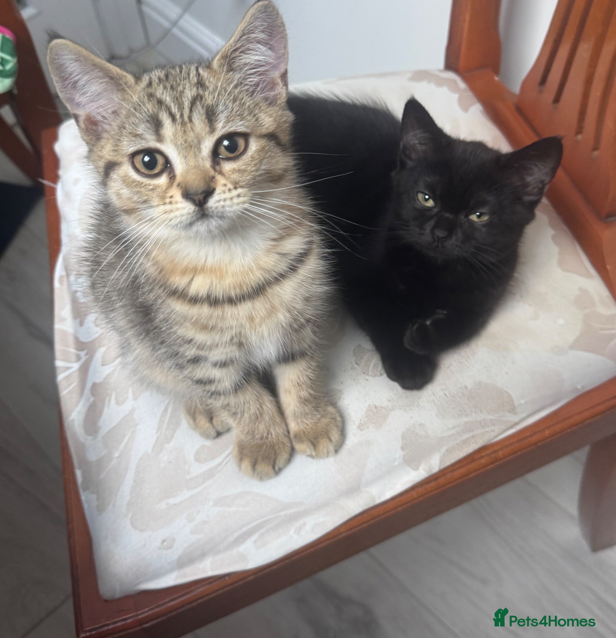 Scottish Fold cats Beautiful Scottish fold and straight kittens  - Advert 1