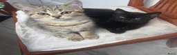 Scottish Fold cats for sale: Beautiful Scottish fold and straight kittens  - Advert 1