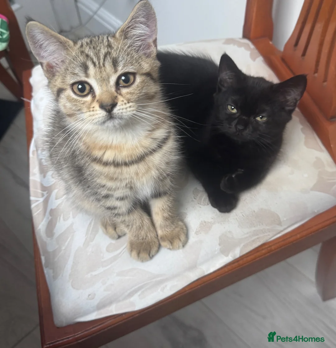 Scottish Fold cats for sale: Beautiful Scottish fold and straight kittens  - Advert 1