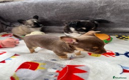 Chihuahua dogs for sale: 3 beautiful chihuahuas - Image 8