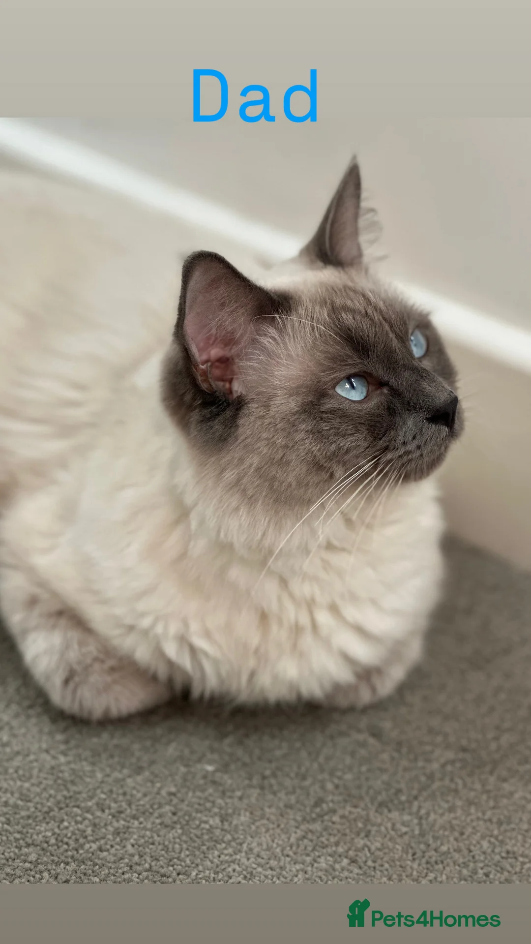 Ragdoll cats for sale: Beautiful ragdoll kittens  - Advert 2