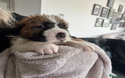 Saint Bernard dogs for sale: KC Registered St. Bernards For Sale! - Image 13