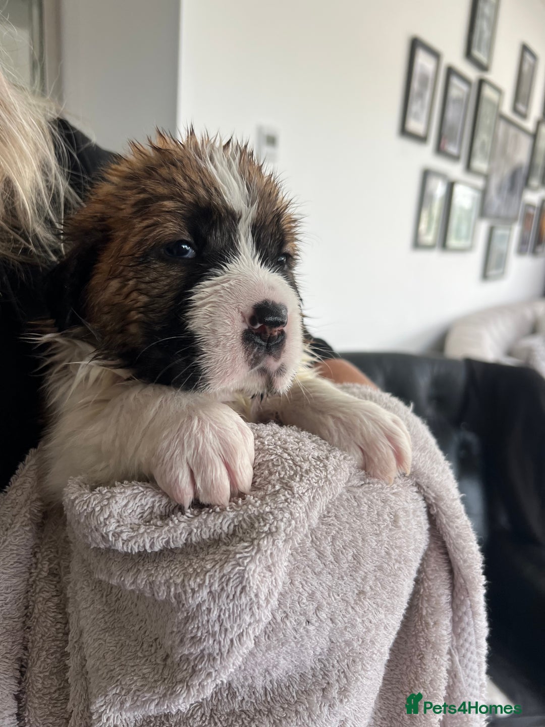 Saint Bernard dogs for sale: KC Registered St. Bernards For Sale! - Image 13
