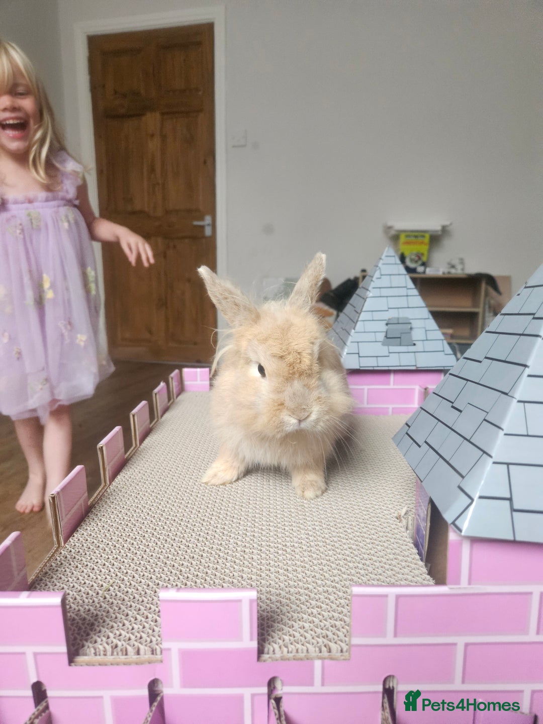 Lionhead rabbits for sale: 2 lionhead rabbits - Advert 3