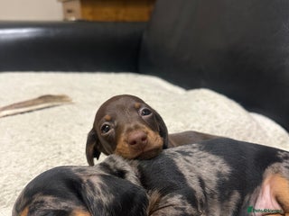 Miniature Dachshund dogs ⭐️LAST ONE⭐️KC REG Miniature Dachshund puppies - Advert 1
