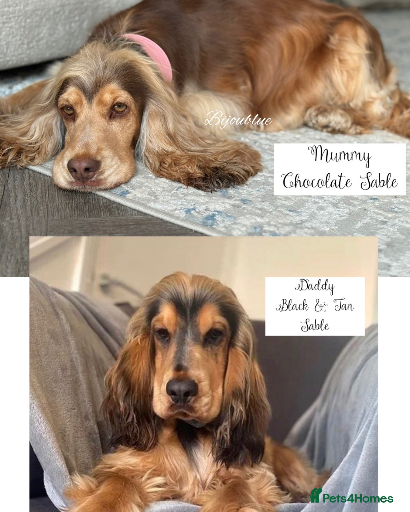 Cocker Spaniel dogs 🤍 KC Show Cocker Spaniels 🤍 - Advert 2