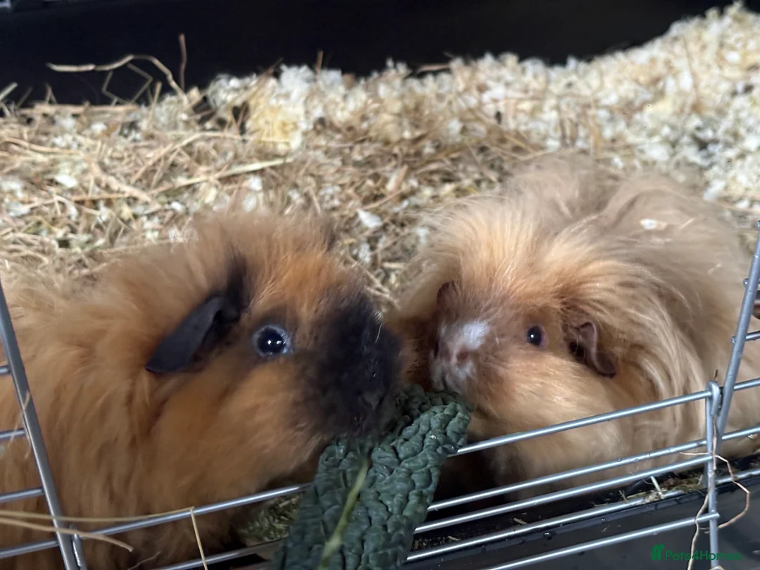 Guinea Pig rodents for sale: Lunkarya guinea pigs - Advert 1