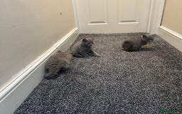 British Shorthair cats for sale: 2 girls 2 boys British shorthair ready to leave  - Image 5