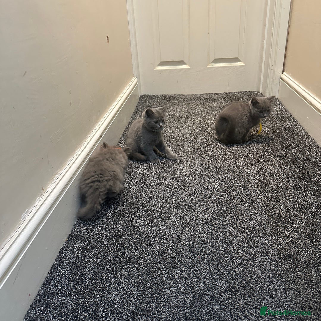 British Shorthair cats for sale: 2 girls 2 boys British shorthair ready to leave  - Image 5