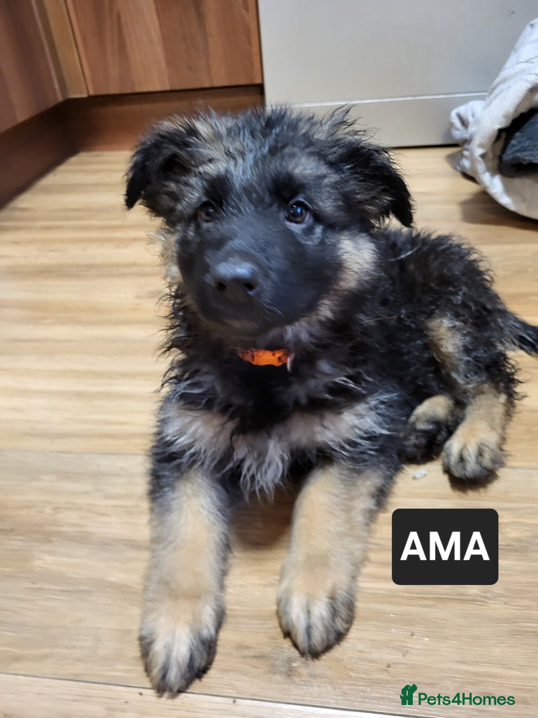 German Shepherd dogs for sale: German shepard puppies for sale - Advert 2