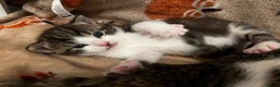 Mixed Breed cats for sale: 2 adorable little cat puppies - Advert 8
