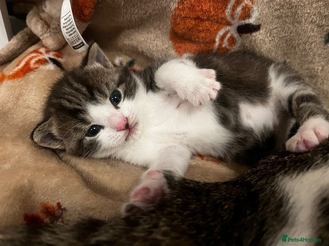 Mixed Breed cats for sale: 2 adorable little cat puppies - Advert 8