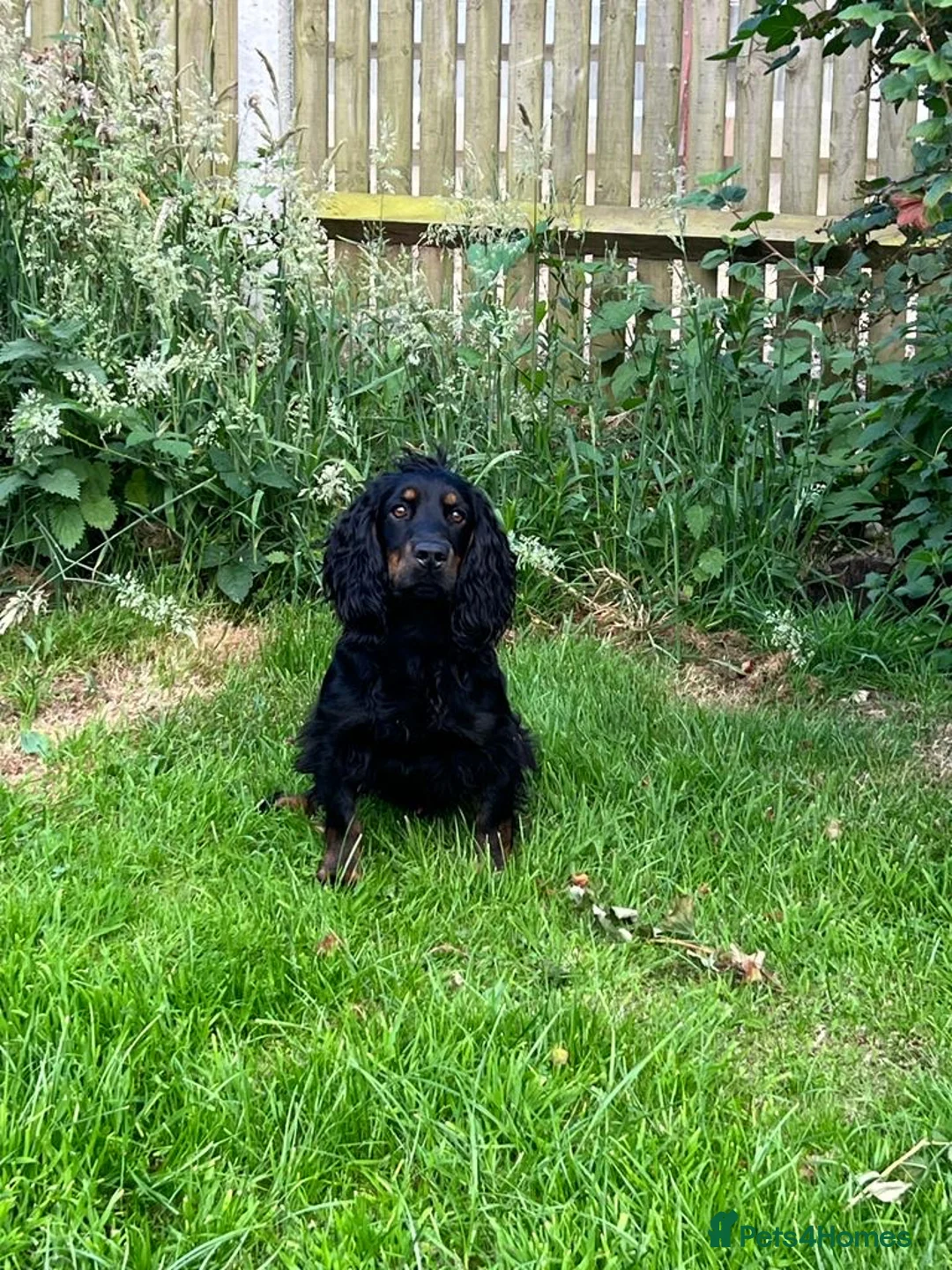 Cocker Spaniel dogs for stud: KC REGISTERED WORKING COCKER AVAILABLE AT STUD in New Milton - Advert 9