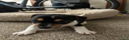 Jack Russell dogs for sale: Jack russell puppies ready to leave - Advert 7