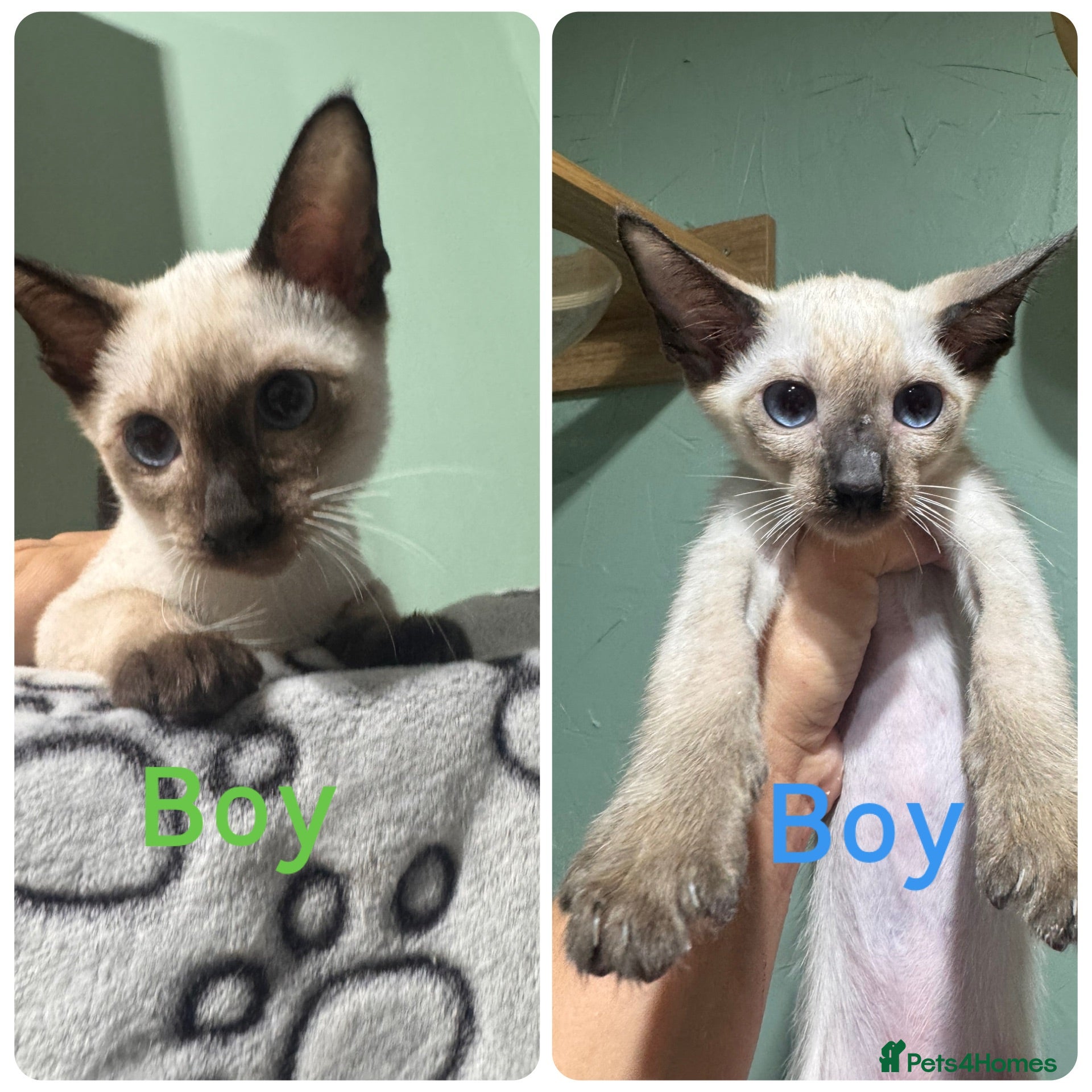 Siamese cats 2 boys available traditional Siamese  ready now  - Advert 1