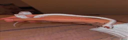 Boa Snake reptiles for sale: 2xcorn snakes 1xrainbow tree boa £ IN DESCRIPTION - Advert 5