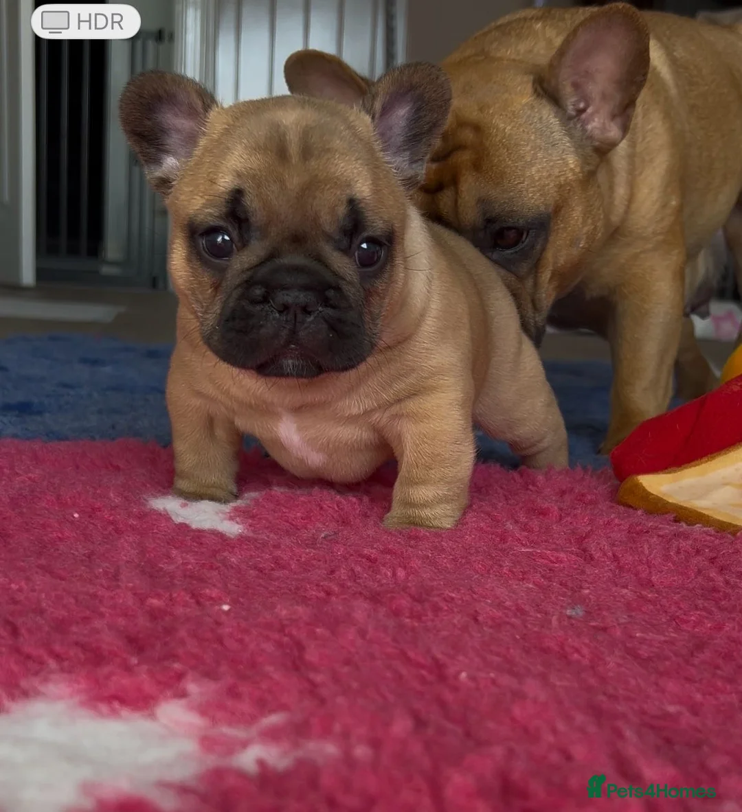 French Bulldog dogs for stud: Denzel- Open for Stud- PROVEN. Son of Super Ted  in Gillingham - Advert 27