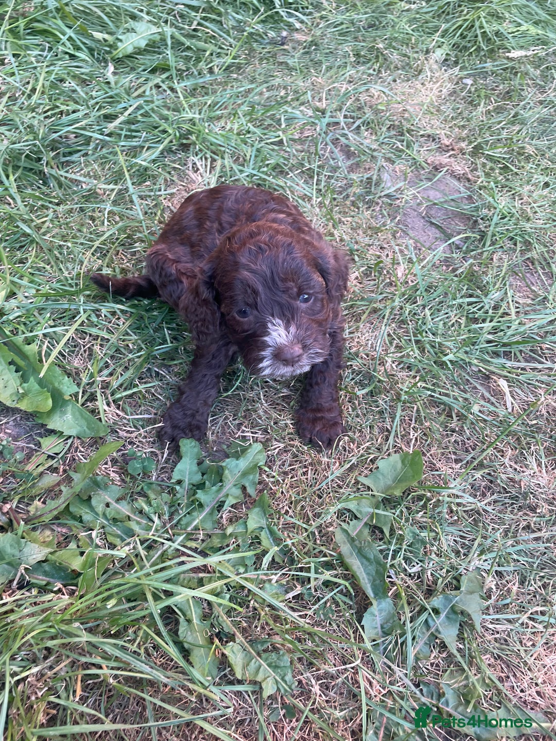 Cockapoo dogs for sale: Ready now! Cockapoo puppies F1 3 girls 2 boys - Image 14