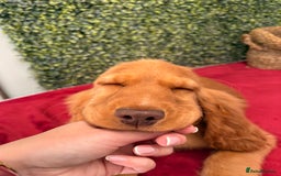 Cocker Spaniel dogs for sale: 🧡 Show Cocker Spaniel Puppy For Sale - Image 14