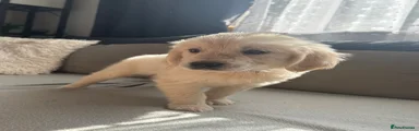 Golden Retriever 3