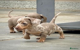 Miniature Dachshund dogs for sale: Beautiful litter of miniature dachshund puppies  - Image 17