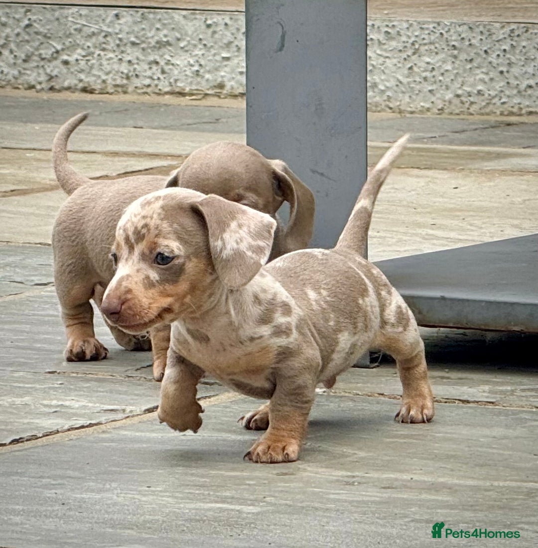 Miniature Dachshund dogs for sale: Beautiful litter of miniature dachshund puppies  - Image 17