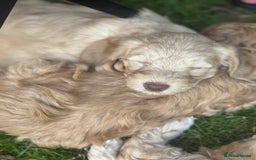 Australian Labradoodle dogs for sale: Genuine Australian Labradoodle (not poodle-lab mix in Wallington - Image 37