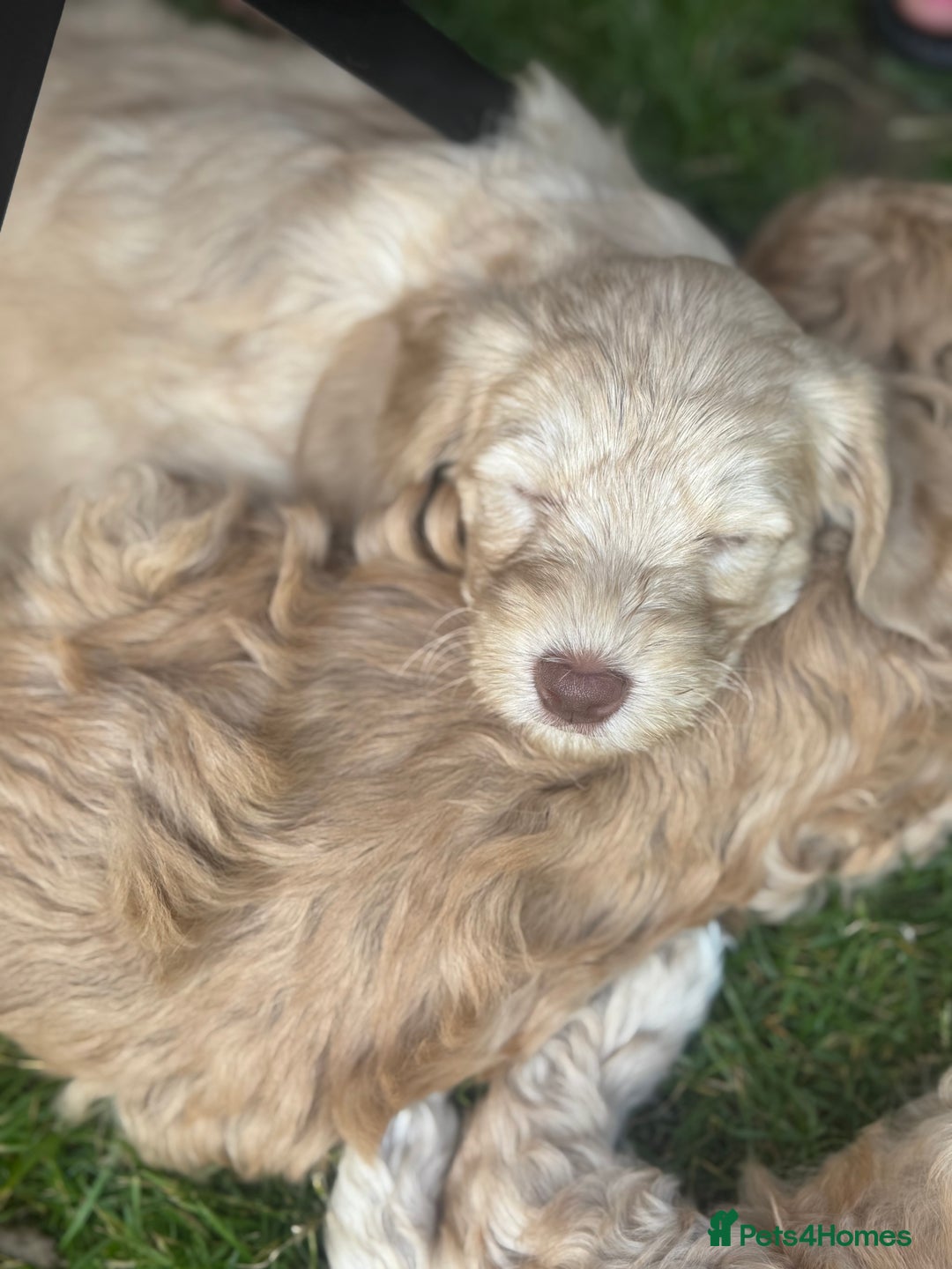 Australian Labradoodle dogs for sale: Genuine Australian Labradoodle (not poodle-lab mix in Wallington - Image 37