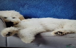 Goldendoodle dogs for sale: Goldendoodles F1, both parents hip scored          - Image 10