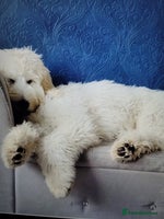 Goldendoodle dogs - Advert 8