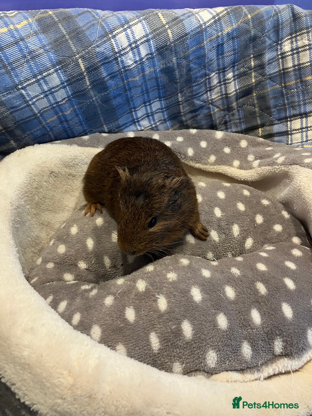 Guinea Pig rodents for sale: Lots of lovely baby boy guinea pigs - Advert 19