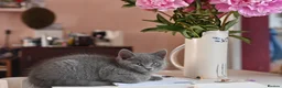 British Shorthair cats for sale: 3 Lovely, Fluffy Little Kittens - Ready To Go - Advert 13