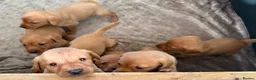 Labrador Retriever dogs for sale: Fox Red KC registered Labradors - Advert 7