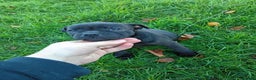 Staffordshire Bull Terrier dogs for sale: Staff puppies  - Advert 4