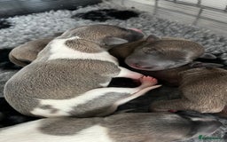 Whippet dogs for sale: STUNNING! TOP PEDIGREE BLUE FAWN WHIPPETS! KC REG - Image 1