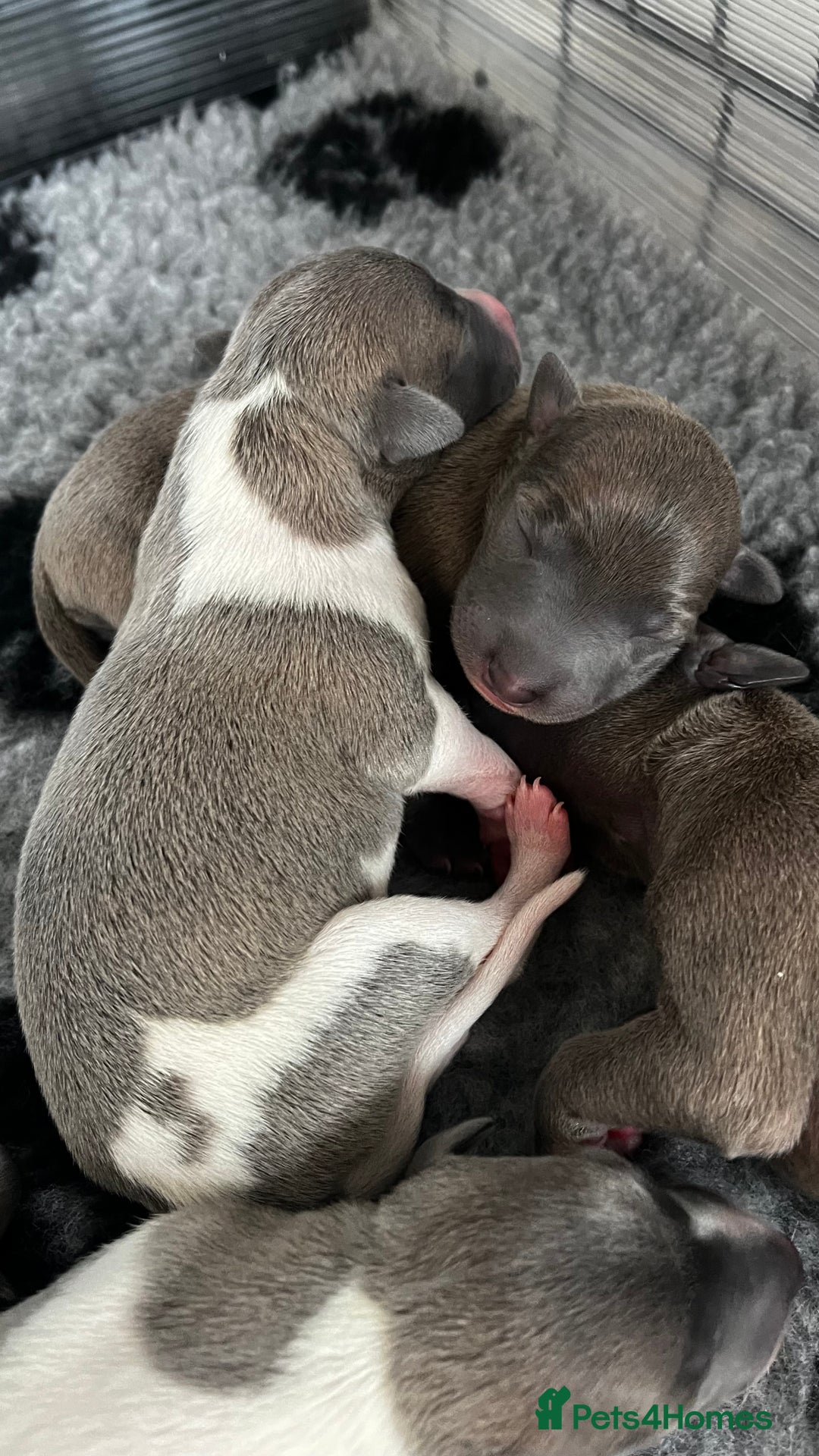 Whippet dogs for sale: STUNNING! TOP PEDIGREE BLUE FAWN WHIPPETS! KC REG - Image 1
