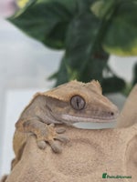 Gecko reptiles Baby Crested Gecko Reptile Crestie - Advert 10
