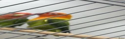 Lovebirds birds for sale: 5 lovebird looking for new home - Advert 2