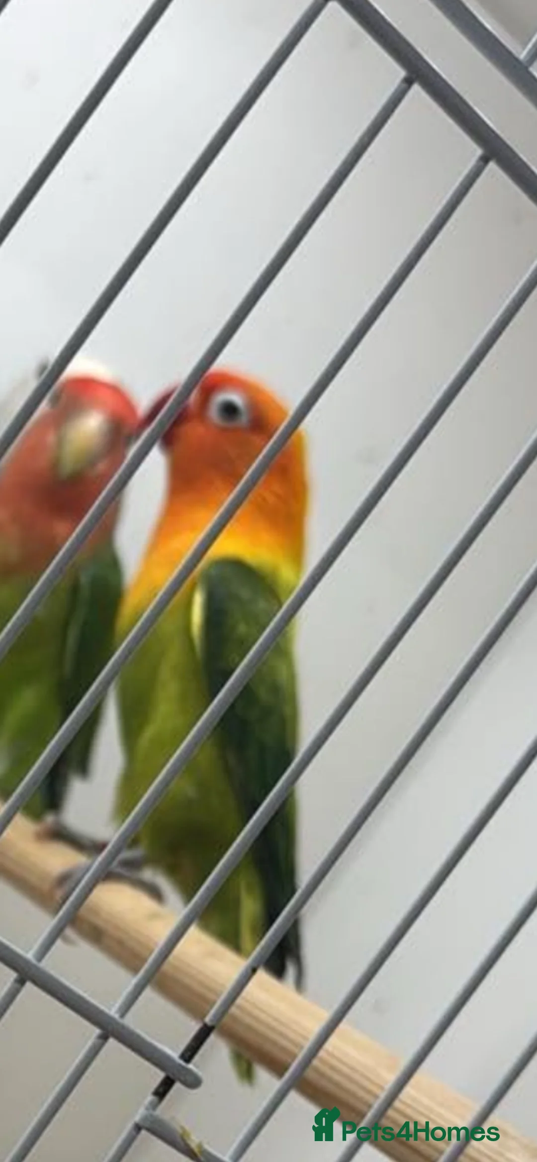 Lovebirds birds for sale: 5 lovebird looking for new home - Advert 2