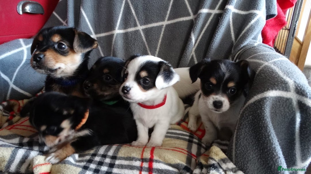 Jack Russell dogs for sale: Beautiful Jack Russell/chihuahua mix puppies - Advert 8