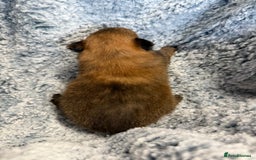 Pomeranian dogs for sale: Very adorable Pomeranian Puppies - Image 7