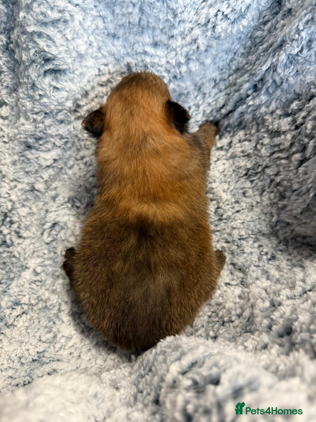 Pomeranian dogs for sale: Very adorable Pomeranian Puppies - Image 7