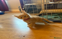 Mixed Breed cats for sale: beautiful kittens for sale - Image 16