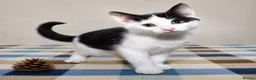 Mixed Breed cats for sale: Beautiful Home-Raised Kittens – Ready at 12 Weeks - Advert 28